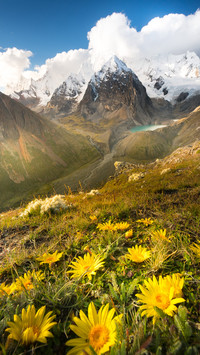 Wildflowers under the snow capped mountains