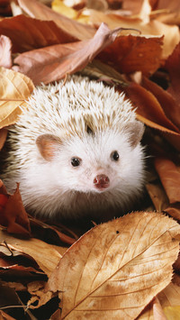 The hedgehog on the fallen leaves