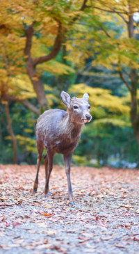 Cute Animals (28)