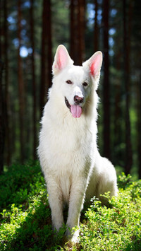 Dog96