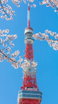 樱花树下