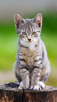 历代文人的爱猫情结