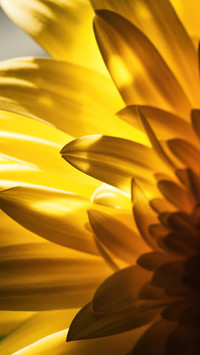 beautiful flower-01