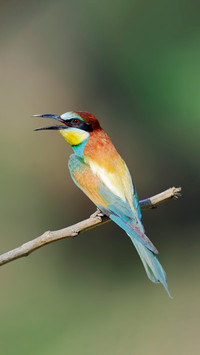 A colorful little bird that exclusively feeds on bees