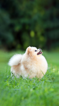 A Cute Dog Playing on The Grass