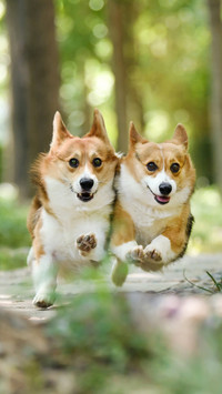 Paired dogs 54