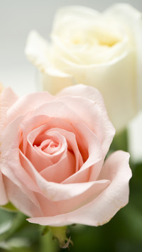 The rose 