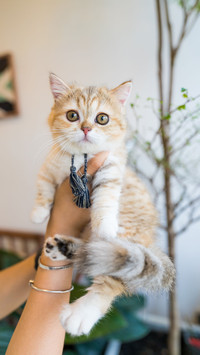 猫咪的常见问题