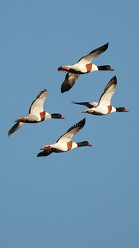 Below the Birds, A View of Freedom and Grace