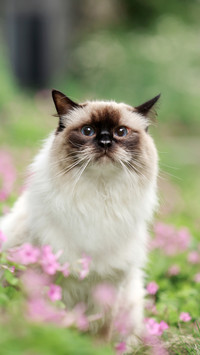 How cute cats are 51