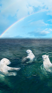 Polar Bears Swim Under The Rainbow