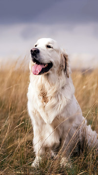 优秀的工作犬犬种