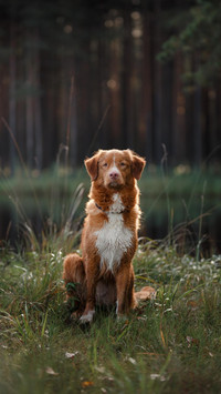 Dog182