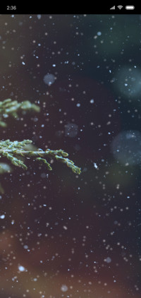 雪松