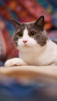The disadvantages of cats on the kitchen platform 1
