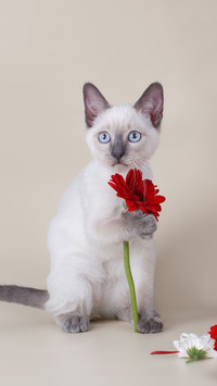 “猫中贵族”暹罗猫