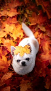 Do you really know chihuahua