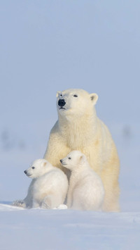 Do you really understand polar bears