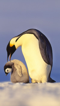 india_penguin