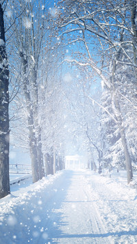 Winter beauty