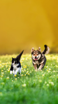 A cat and a dog run merrily through the grass with flowers