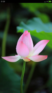微山湖荷花（高清壁纸)