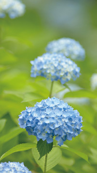 How to prolong the flowering period of hydrangea flowers