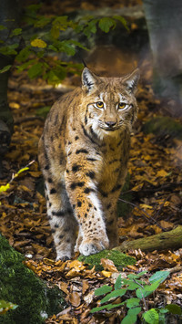 Nine wellknown wild cats charts 60