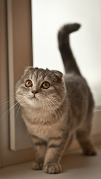 The little goblin that the cat grinds its legs 5
