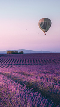 Endless lavender fields