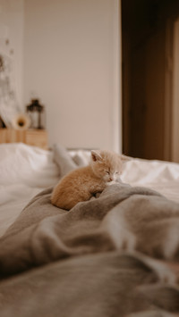 Cute kitten sleeping on the owner's feet