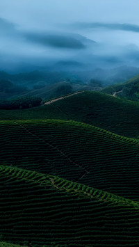 春润茶园