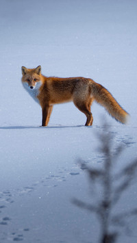 Footprints of the little fox