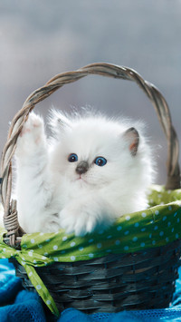 可爱的猫咪-拍信图库