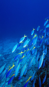 Tropical Fish