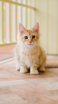 思考中的猫咪
