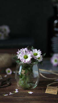 Plants suitable for table top 14