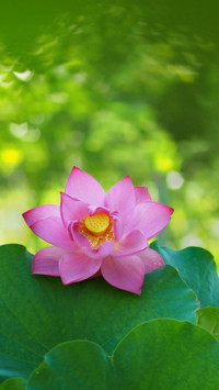 清水荷花