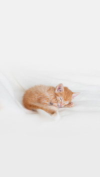 猫咪的处世哲学