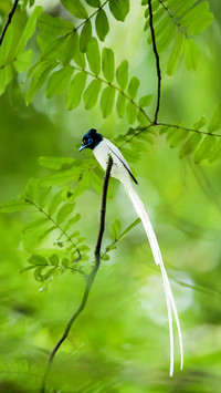 Asian ParadisE-flycatcher with White Feathers