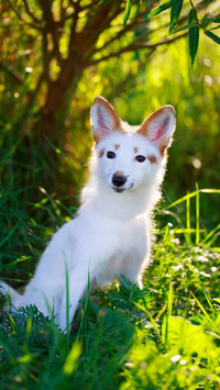 Dog302