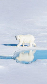 Polar Bear on the Pack Ice