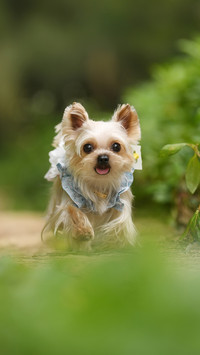 How to conduct recall training for dogs 2