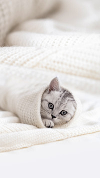 Cute Little Striped Scottish Fold Kitten Cat on White