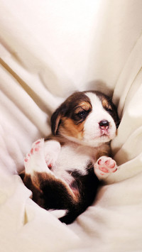 A Cute Beagle Puppy Sleeping on The White Blanket