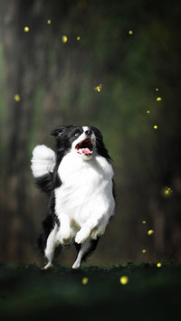 牧羊犬要怎么训练