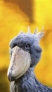 Cute Shoebill Bird