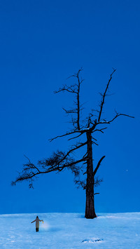 The light under the cedar