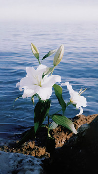 风揽清花漫渡温柔时光