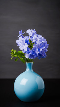 What flowers are suitable for growing in summer 75